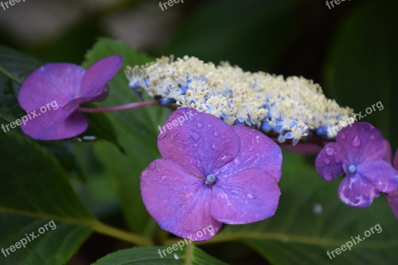 Dew Flower Plant Freshness Garden