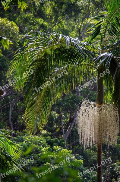 Rain Forest Forest Australia Queensland Palm