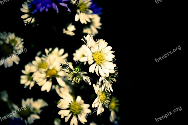 Flowers Daisies Flower Plant Spring