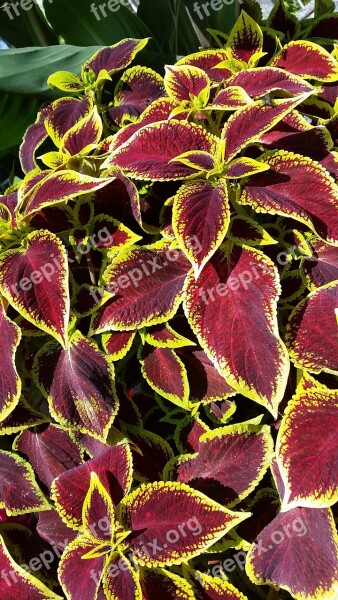 Coleus Plant Red And Yellow Leaves Leaf Bright