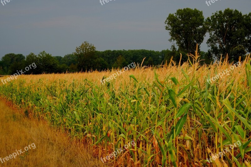 Cornfield Corn Agriculture Field Fodder Maize