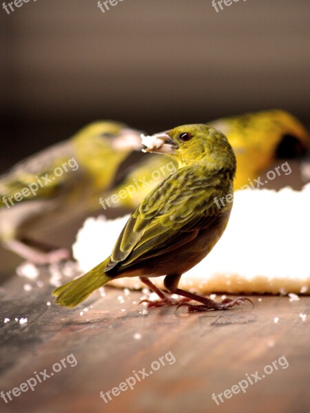 Bird Feeding Bird Watching Feed Nature