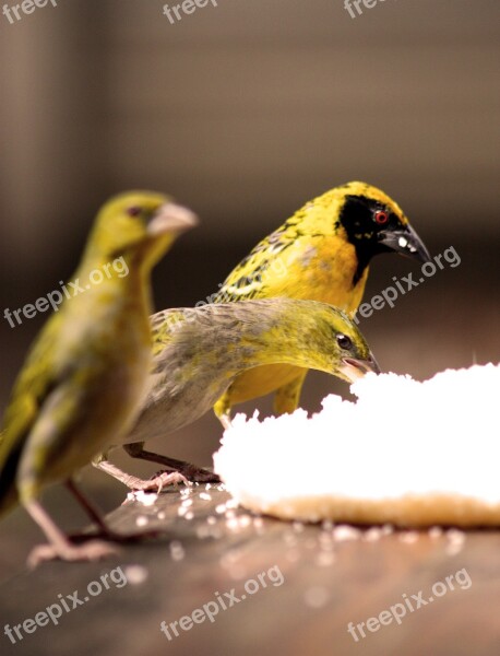 Bird Watching Birds Food Bird Feeding Nature