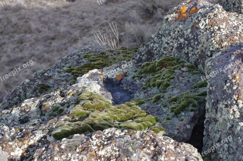 Lichen Moss Rocks Fungus Green