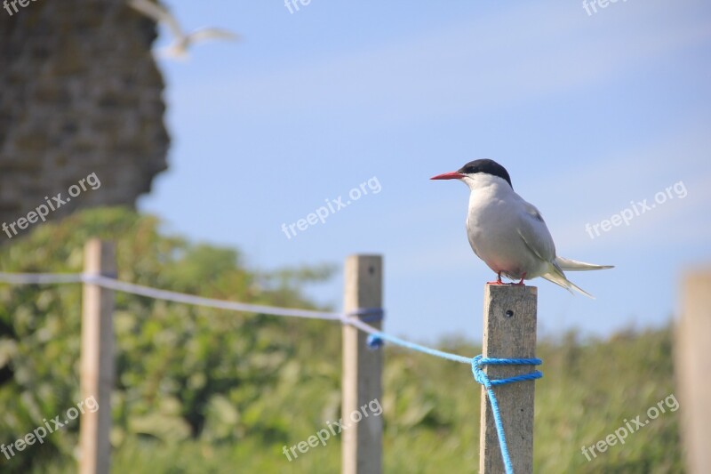 Bird Arctic Tern Farne Islands Fence Wildlife