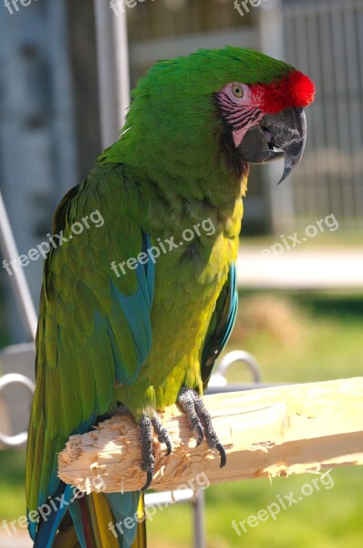 Ara Militaris Military Macaw Parrot Bird Animal