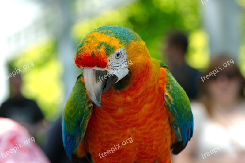 Ara Hybrid Parrot Bird Animal