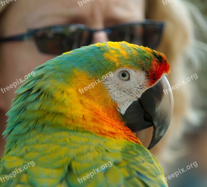 Ara Hybrid Parrot Bird Animal