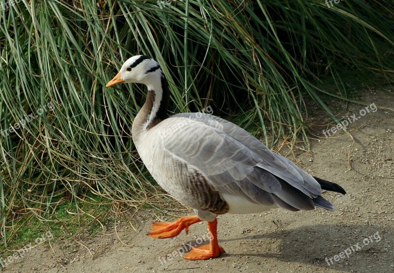 Anser Indicus Bar-headed Goose Goose Bird Wildlife