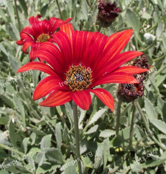 Arctotis Asteraceae Sunspot Orange African