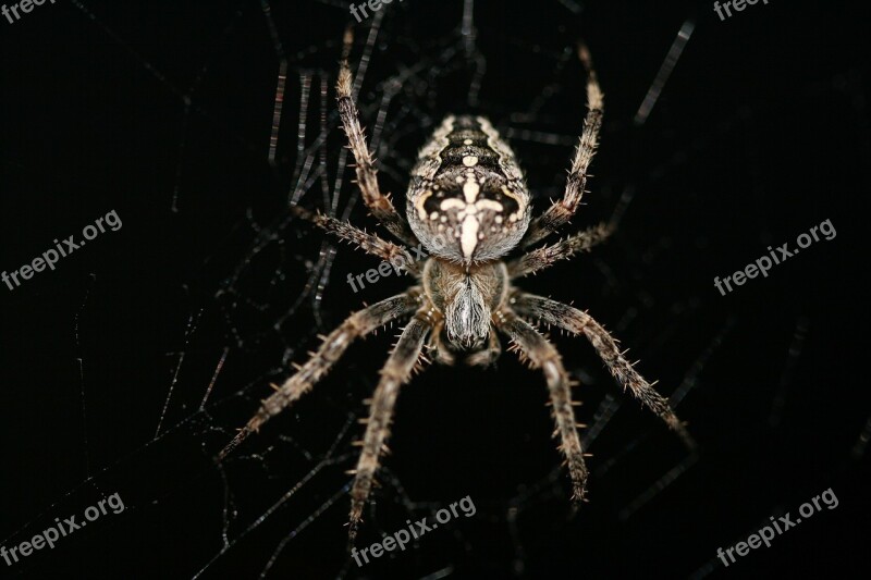 Araneus Diadematus Cross Spider European Garden Spider Diadem Spider Crowned Orb Weaver