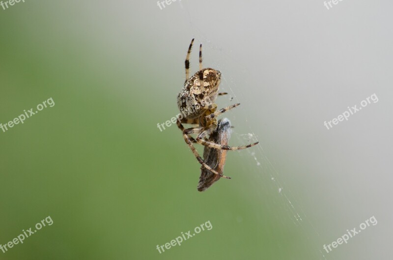 Aranaeus Spider Arachnid Feeding Fauna