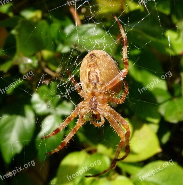 Araneus Diadematus European Garden Spider Diadem Spider Cross Spider Crowned Orb Weaver