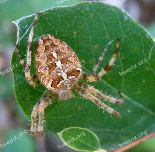 Araneus Diadematus European Garden Spider Diadem Spider Cross Spider Crowned Orb Weaver