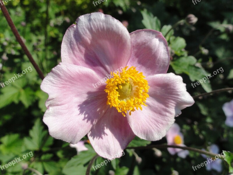 Anemone Tomentosa Robustissima Flower Blossoming Flora