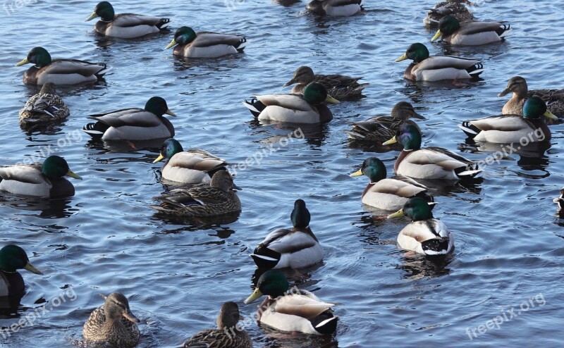 Anas Platyrhynchos Mallard Wild Duck Birds Flock