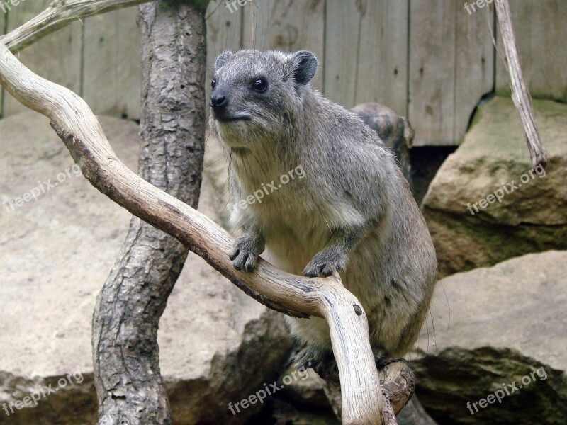 Procavia Capensis Rock Hyrax Cape Hyrax Rock Badger Zoo