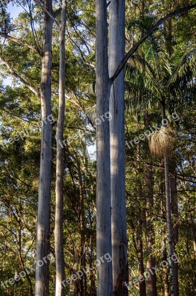 Trees Rain Forest Forest Australia Queensland