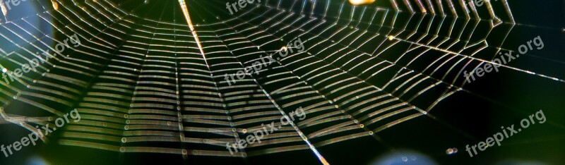 Web Spider Trap Silken Symmetry