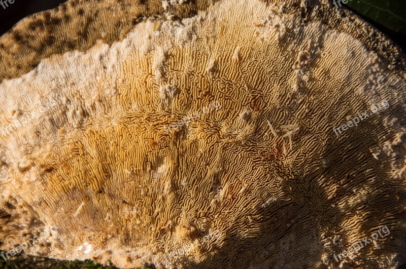 Fungus Cream Brown Mushroom Bracket