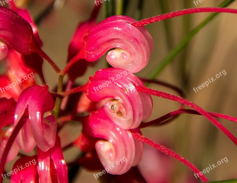 Grevillea Flower Detail Australian Native