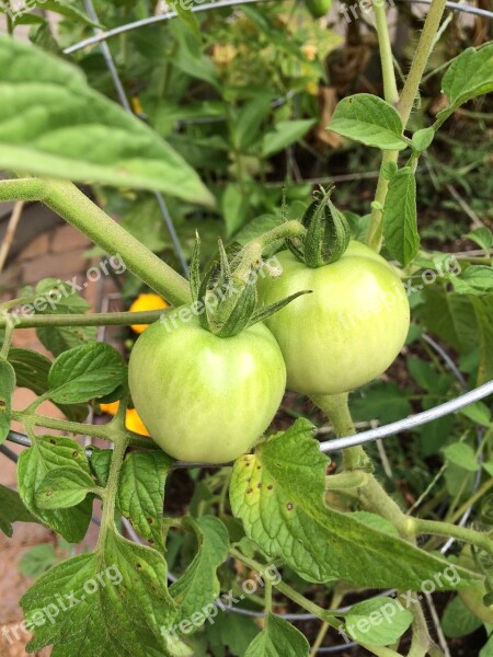 Tomato Green Garden Gardening Organic