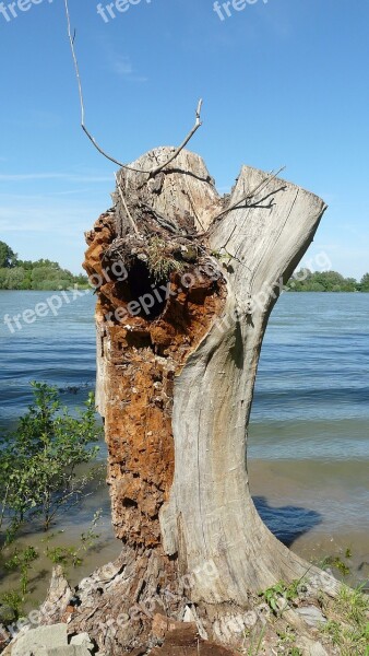 Tree Stump Tree Weathered Old Log