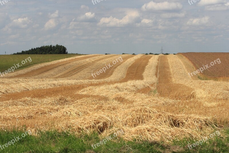 Cornfield Harvest Time Summer Sky Free Photos