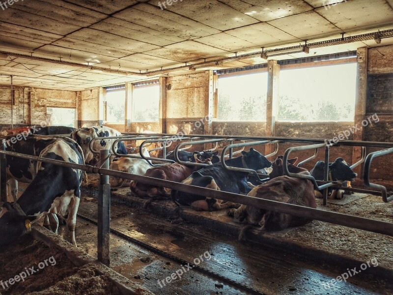 Cow Cowshed Cows Farm Stall