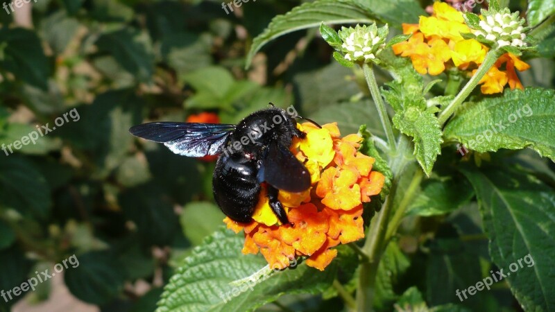 Nature Insect Wasp Black Free Photos