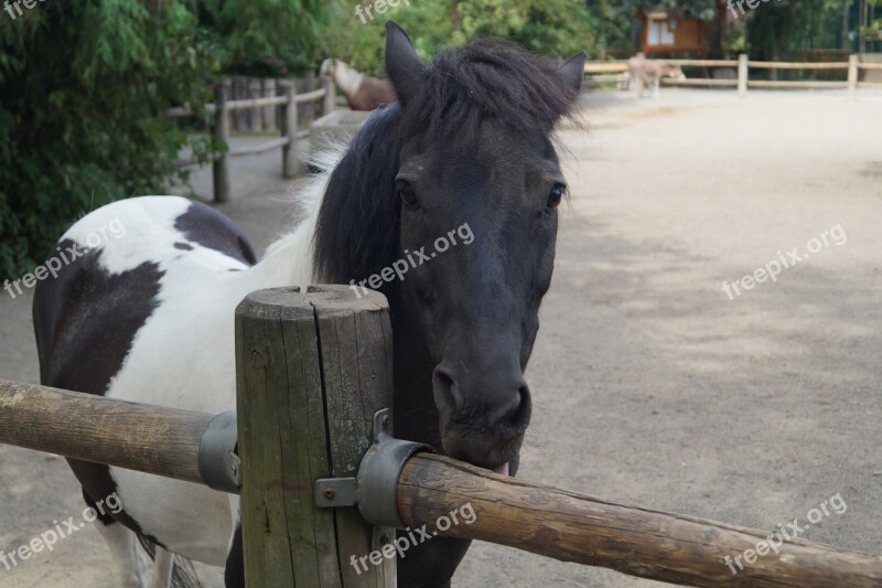 Zoo Horse Pony Young Animal Braunschweig