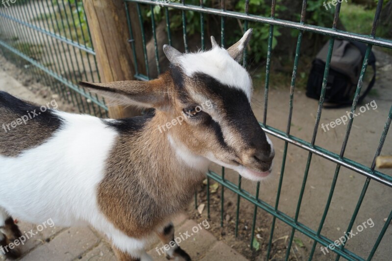 Zoo Goat Young Animal Braunschweig Landscape