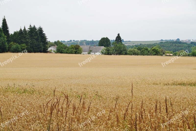 Grain Field Wheat Agriculture Summer