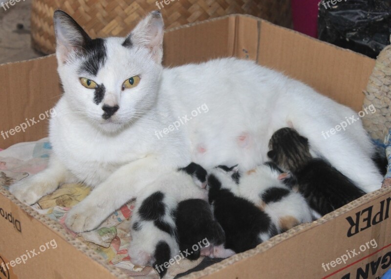 Cats Mom And Baby Family Kittens Animal