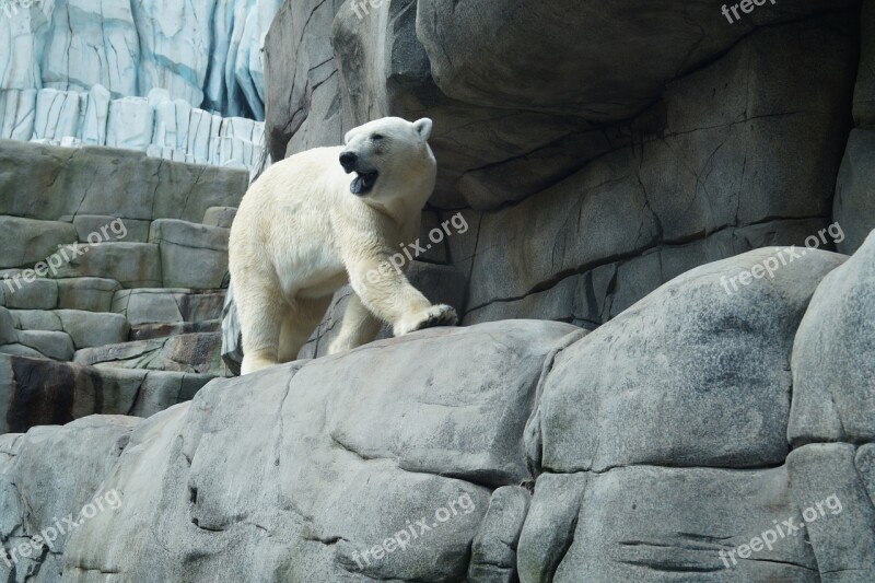 Polar Bear Zoo Hagenbeck Animal Bear