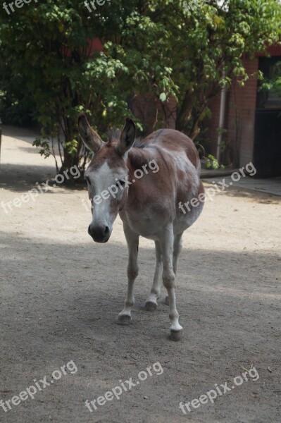 Zoo Horse Pony Young Animal Braunschweig