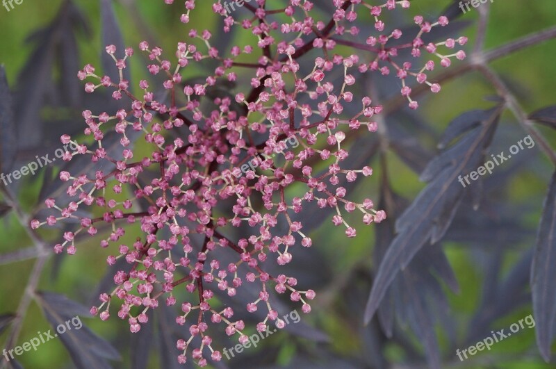 Black Elderberry Elderberry Nature Macro Free Photos