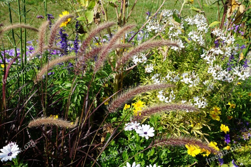 Flowers Grass Green Blossom Bloom