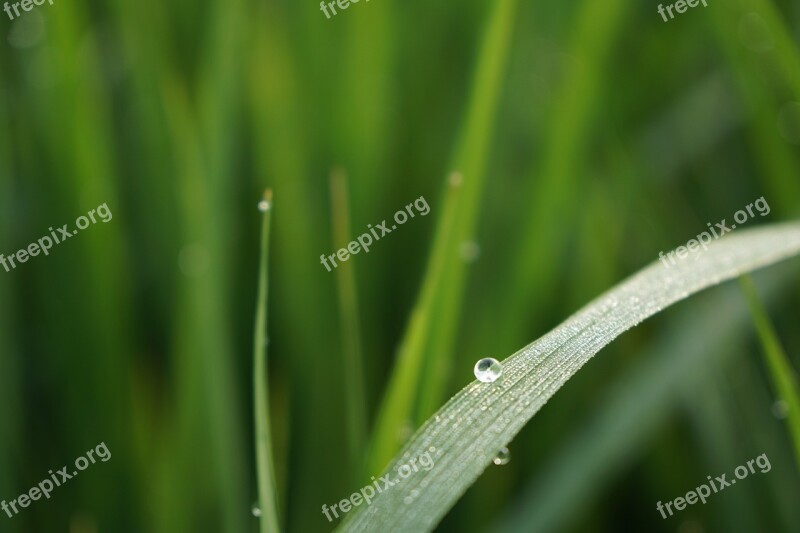 Nature Dew Green Ch Morning