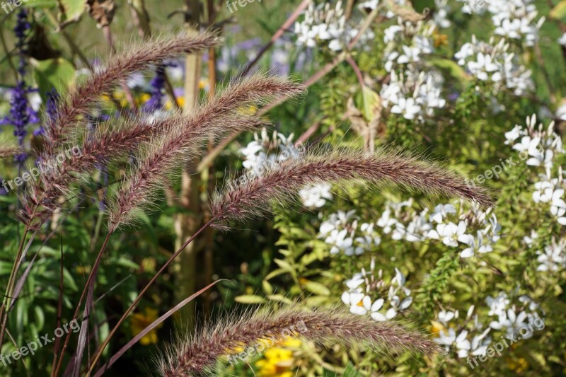 Flowers Grass Green Blossom Bloom