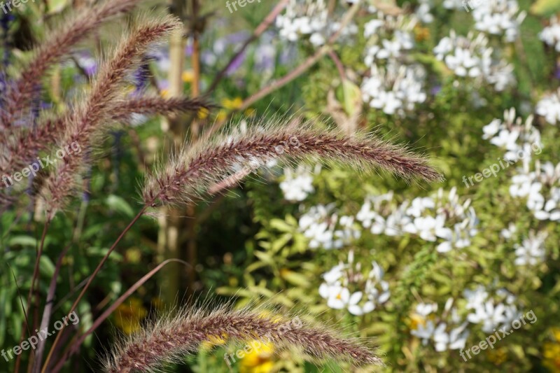 Flowers Grass Green Blossom Bloom