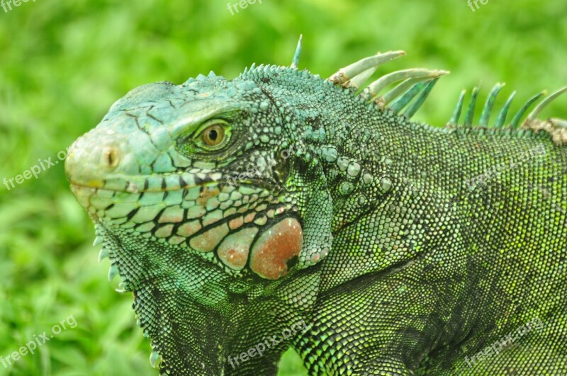 Iguana Green Colors Reptile Wild