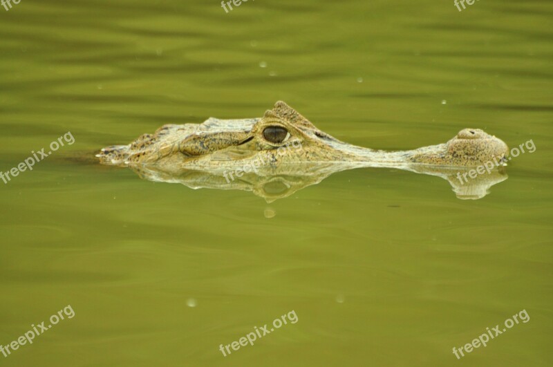 Crocodile Cayman Cocodrile Free Photos