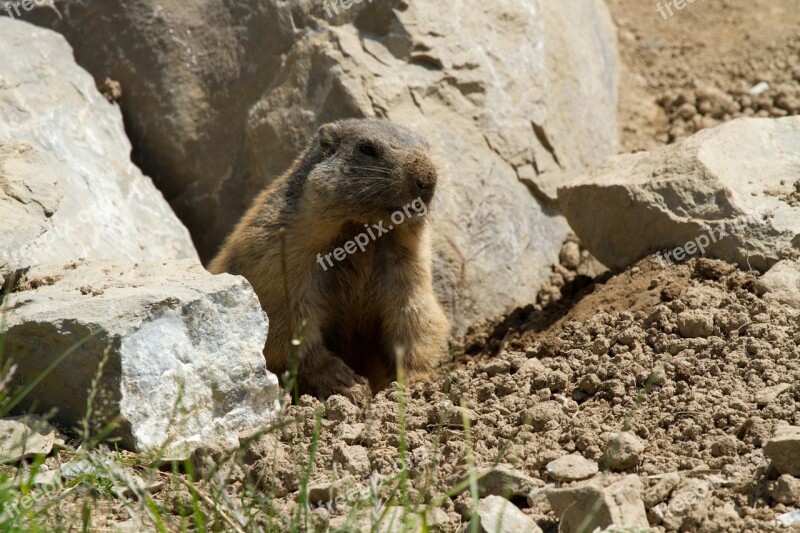 Marmot Rodent Alpine Marmot Alpine Marmota