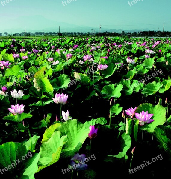 Lotus In Rural Areas China Wind Free Photos