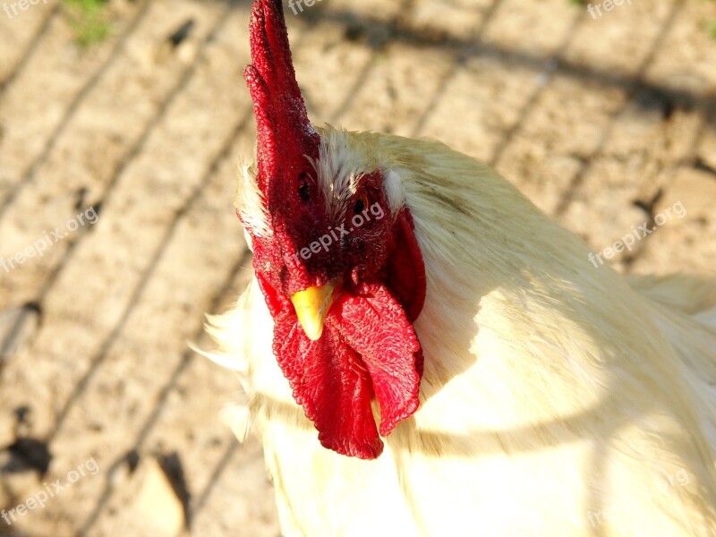 Hahn Poultry Gockel Red Comb