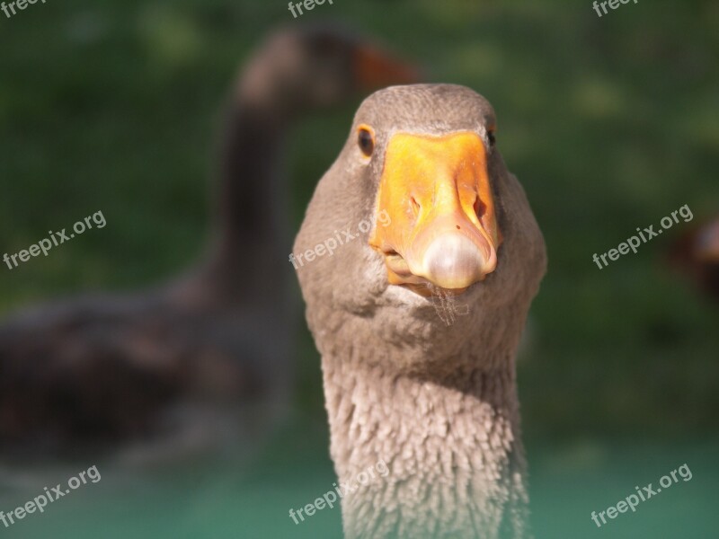 Greylag Goose Goose Animal Bird Free Photos