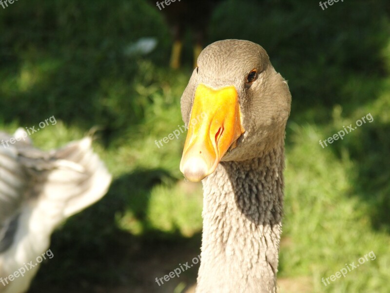 Greylag Goose Goose Animal Bird Geese