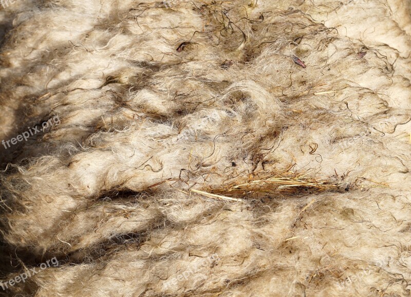 Wool Sheep's Wool Sheepskin Sheared Sheep