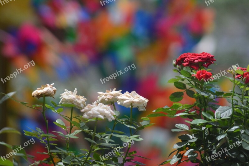 Landscape Flowers Colorful Izmir Flower Picture